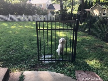 26 Adorable Dogs Eagerly Waiting for You Through the Fence