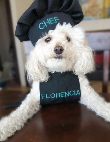 16 Remarkable Dogs Who Are Professional Chefs