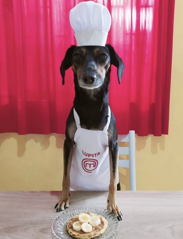 16 Remarkable Dogs Who Are Professional Chefs