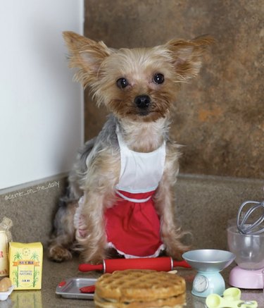 16 Remarkable Dogs Who Are Professional Chefs