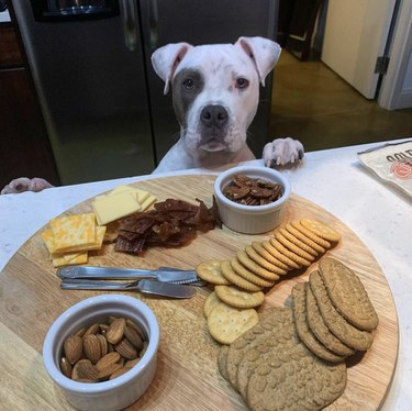 16 Remarkable Dogs Who Are Professional Chefs
