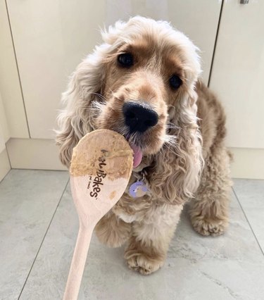 16 Remarkable Dogs Who Are Professional Chefs