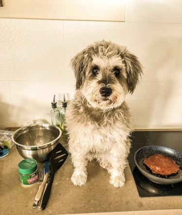 16 Remarkable Dogs Who Are Professional Chefs