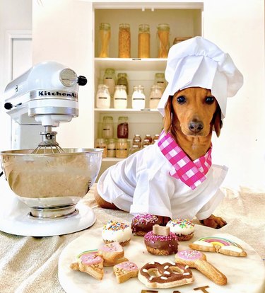 16 Remarkable Dogs Who Are Professional Chefs