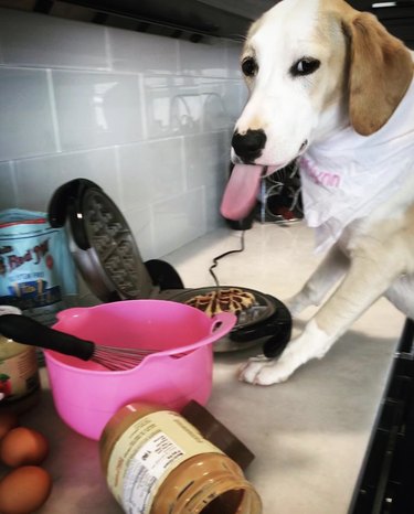 16 Remarkable Dogs Who Are Professional Chefs