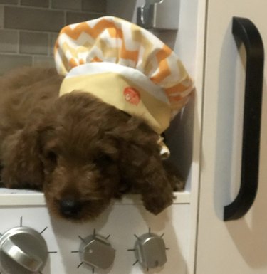 16 Remarkable Dogs Who Are Professional Chefs