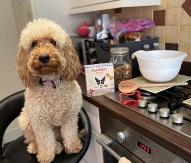 16 Remarkable Dogs Who Are Professional Chefs