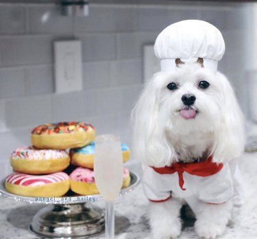 16 Remarkable Dogs Who Are Professional Chefs