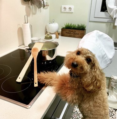 16 Remarkable Dogs Who Are Professional Chefs