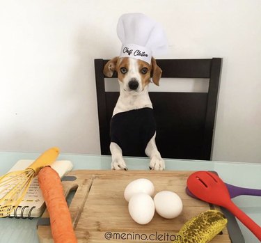 16 Remarkable Dogs Who Are Professional Chefs