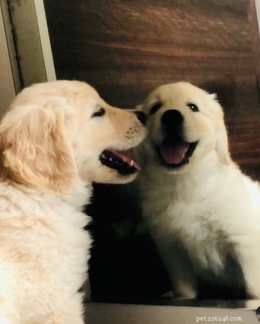 17 Dogs Encounter Their Reflection: Hilarious Reactions Revealed