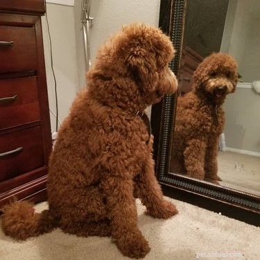 17 Dogs Encounter Their Reflection: Hilarious Reactions Revealed