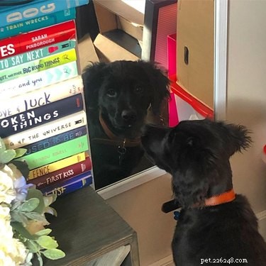 17 Dogs Encounter Their Reflection: Hilarious Reactions Revealed