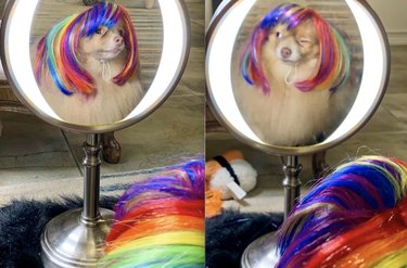 17 Dogs Encounter Their Reflection: Hilarious Reactions Revealed