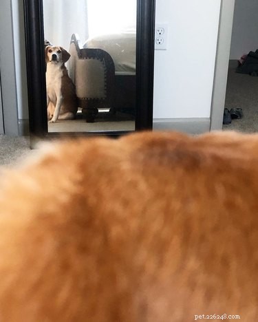 17 Dogs Encounter Their Reflection: Hilarious Reactions Revealed