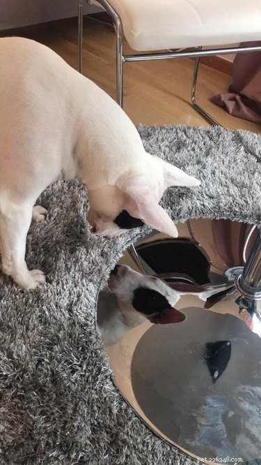17 Dogs Encounter Their Reflection: Hilarious Reactions Revealed