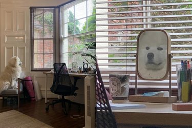 17 Dogs Encounter Their Reflection: Hilarious Reactions Revealed