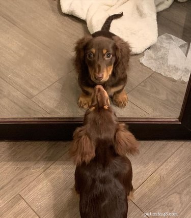 17 Dogs Encounter Their Reflection: Hilarious Reactions Revealed