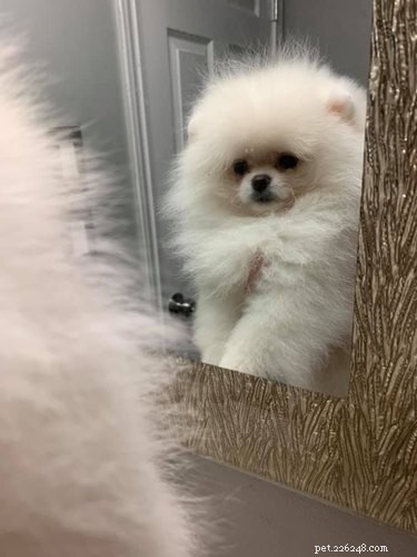 17 Dogs Encounter Their Reflection: Hilarious Reactions Revealed