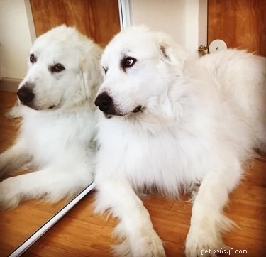 17 Dogs Encounter Their Reflection: Hilarious Reactions Revealed