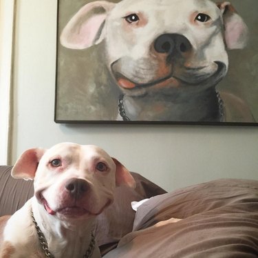 18 Adorable Dog Photos That Will Bring a Smile to Your Face