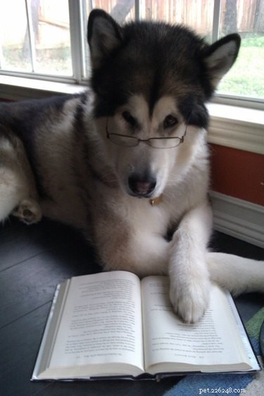 18 Adorable Dog Photos That Will Bring a Smile to Your Face