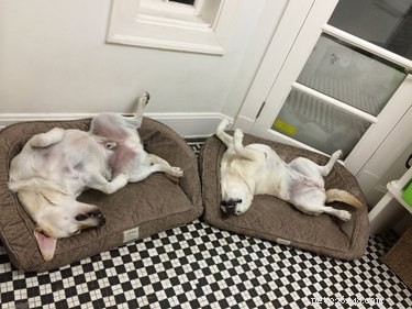 18 Adorable Dog Photos That Will Bring a Smile to Your Face