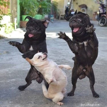 18 Adorable Dog Photos That Will Bring a Smile to Your Face