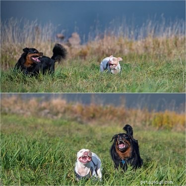 18 Adorable Dog Photos That Will Bring a Smile to Your Face