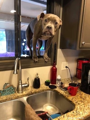 18 Adorable Dog Photos That Will Bring a Smile to Your Face