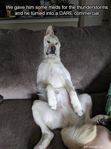18 Adorable Dog Photos That Will Bring a Smile to Your Face