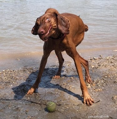 18 Adorable Dog Photos That Will Bring a Smile to Your Face