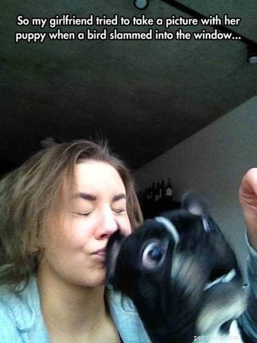 18 Adorable Dog Photos That Will Bring a Smile to Your Face
