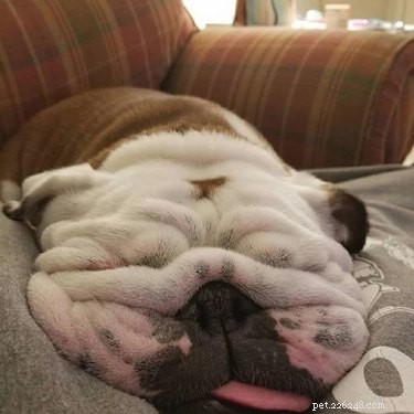18 Adorable Dog Photos That Will Bring a Smile to Your Face