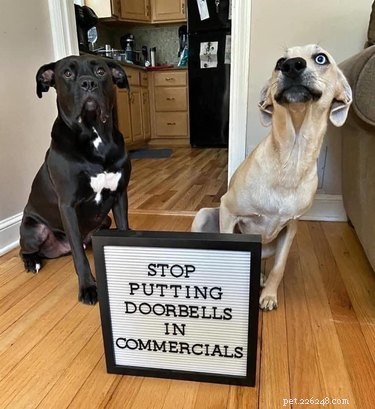 18 Adorable Dog Photos That Will Bring a Smile to Your Face