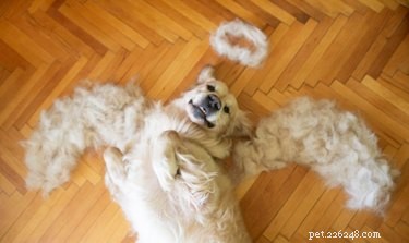 18 Adorable Dog Photos That Will Bring a Smile to Your Face