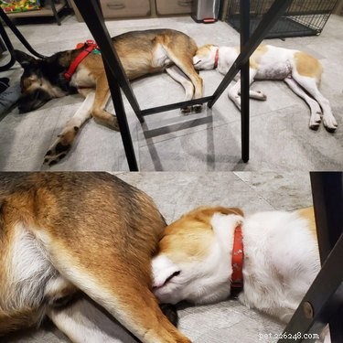 18 Adorable Dog Photos That Will Bring a Smile to Your Face