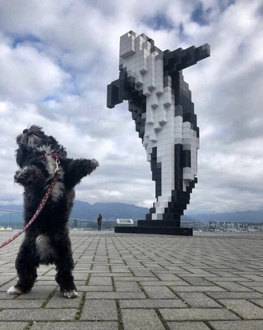 18 Adorable Dog Photos That Will Bring a Smile to Your Face