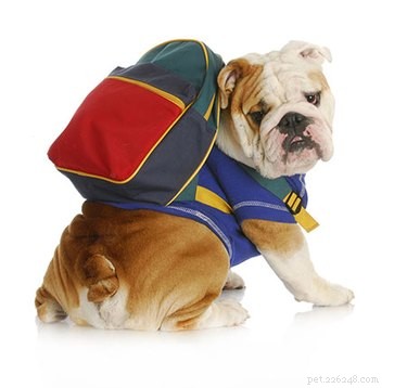 15 Canine Fans of Autumn: How Dogs Celebrate Fall