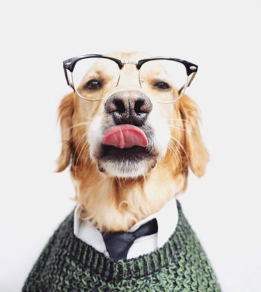 15 Canine Fans of Autumn: How Dogs Celebrate Fall