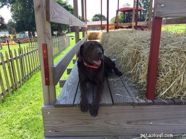 15 Canine Fans of Autumn: How Dogs Celebrate Fall