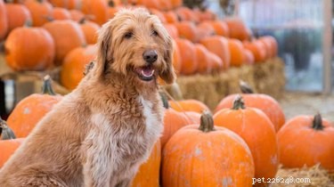 15 Canine Fans of Autumn: How Dogs Celebrate Fall