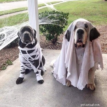 15 Canine Fans of Autumn: How Dogs Celebrate Fall