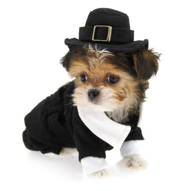 15 Canine Fans of Autumn: How Dogs Celebrate Fall