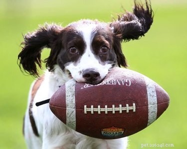 15 Canine Fans of Autumn: How Dogs Celebrate Fall