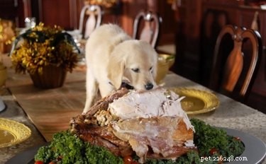 15 Canine Fans of Autumn: How Dogs Celebrate Fall