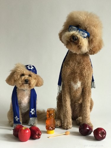 15 Canine Fans of Autumn: How Dogs Celebrate Fall
