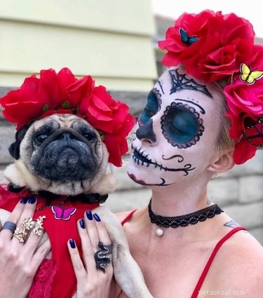 15 Canine Fans of Autumn: How Dogs Celebrate Fall