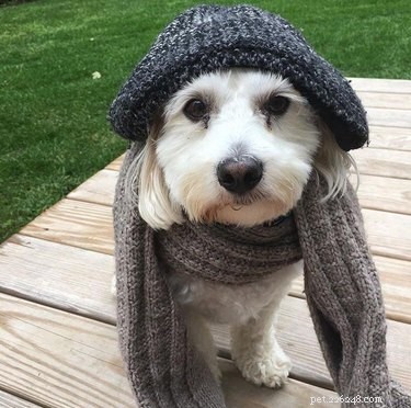 15 Canine Fans of Autumn: How Dogs Celebrate Fall
