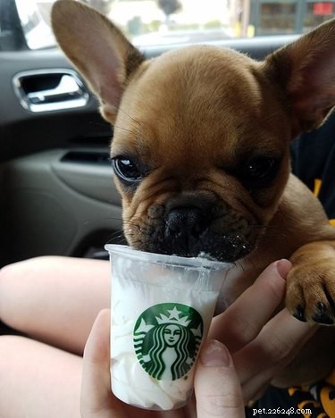 15 Canine Fans of Autumn: How Dogs Celebrate Fall